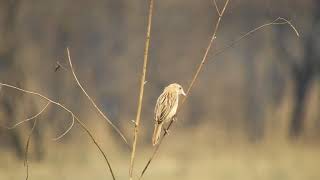 Croaking Cisticola [upl. by Snell]