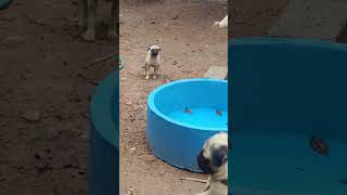 Vodaphone dog🐶 😂colachel colachel dog pet doglover kanyakumari share [upl. by Lorrin]