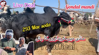 292k mae deal gondal mandi attock 2942024 latest update ll fateh jangi bulls ll jamil tv ll [upl. by Arac]