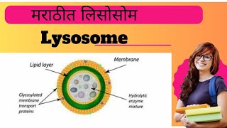 Lysosome Explained l Biology l [upl. by Fortuna]