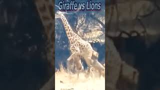 Lions Jump A Giraffe [upl. by Saibot]