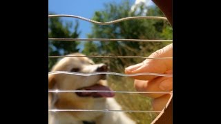 Jamming From Inside a Guitar w Maple The Pup [upl. by Liggett]