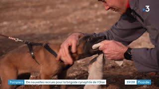 Lentraînement par le jeu des chiens de la brigade cynophile des sapeurspompiers de lOise [upl. by Garv42]