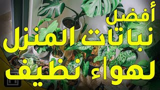 افضل عشرة نباتات المنزل لهواء نظيف والتخلص من سموم البيت [upl. by Shelton300]