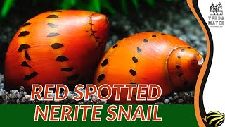 RED SPOTTED NERITE SNAIL An EyeCatching Addition to Your Aquarium Neritina natalensis [upl. by Earaj]