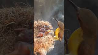 Garden sunbird Baby Birds try to suck the mothers mouth to eat [upl. by Saref]