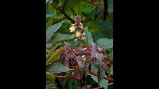 Top 10 Most Dangerous and Poisonous Plants [upl. by Yelekalb330]