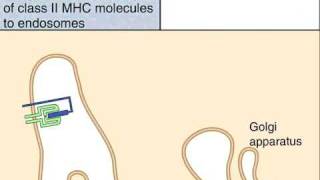 The Class II MHC Pathway of Antigen Presentation [upl. by Ardussi]