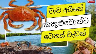 වැව අයිනේ කකුළුවොන්ට වෙනස් වැඩක්  Lakeside Crab Feast  A Perfect Evening Outdoors 🏕️🦀 [upl. by Yennej]