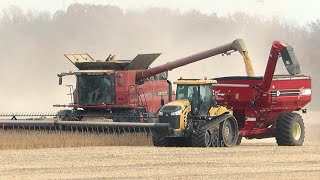 Soybean Harvest 2024  Case IH 8230 AxialFlow Combine Harvesting Soybeans  Ontario Canada [upl. by Elimaj300]