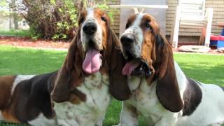 Maple Street Bassets Kennel Video [upl. by Eddi779]