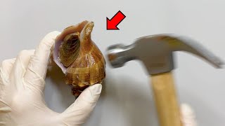 Whats Inside a Shell  Whelk Dissection [upl. by Tamaru]