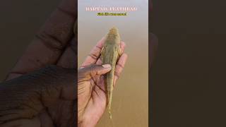 Bartail flathead fish saved arcade ytshorts fishing fish [upl. by Thaddaus53]