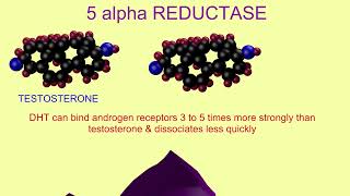 dihydrotestosterone amp 5 alpha reductase [upl. by Aubert]