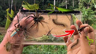 hunting insect in the wild‼️catch longhorn beetle praying mantis centipede weaver spider ladybug [upl. by Meit]