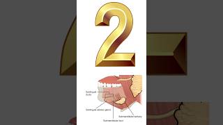 Rule of 2Submandibular salivary gland omfs oralsurgery [upl. by Nyleahs]