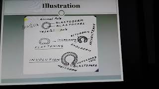 Understanding Gastrulation Eg Amphioxus [upl. by Yanaj]