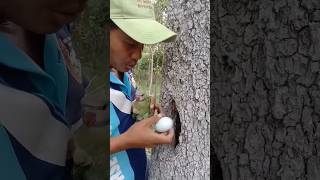 green parrot eggs 🦜🦜🦜🦜🦜🦜🦜🦜🦜🦜🦜 parrot animals [upl. by Winne351]