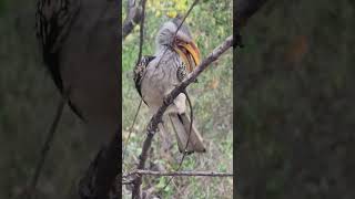 Southern Yellowbilled Hornbills beak cleaning ritual in Kruger Park wildlife krugerpark bride [upl. by Naujad692]