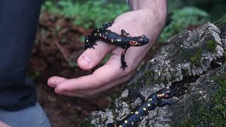 🐸 Salamandra común Salamandra salamandra  Dos ejemplares de S s morenica  🦎 [upl. by Bolten]