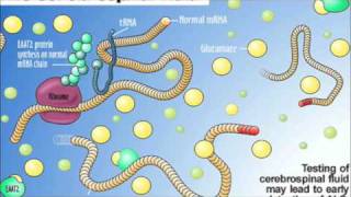 Glutamate excitotoxicity [upl. by Maples]