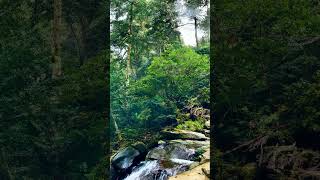 Tranquil Creek Sounds for a Peaceful Mind short [upl. by Jsandye]