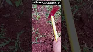 Benifits of gardening how to clean garden 🏡 [upl. by Colville]