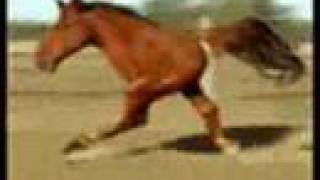 Retarded Running Horse Original [upl. by Muire]