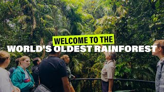 Daintree Welcome to the Worlds Oldest Rainforest [upl. by Juan]