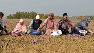 Pampore Saffron Harvesting Entails Traditional Knowledge amp Irrigation Challenges [upl. by Atinele]