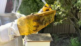 Beekeeping  Revisiting the weak hive Inspection 2 post Australian winter 2024 [upl. by Eelram]