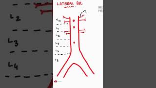 ABDOMINAL AORTA Branches [upl. by Harrat]