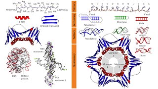 Macromolecules Proteins Polysaccharides Nucleic Acids Lipids [upl. by Notsgnal11]