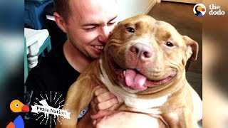 Happy Pit Bull Dog Loves It When His Dad Babies Him  The Dodo Pittie Nation [upl. by Amethyst279]