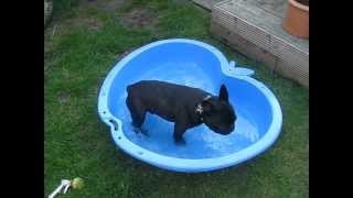 French Bulldog Hugo running leap into splash pool absolute classic [upl. by Lay92]