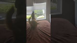 Bean the black mouth cur howling with siren [upl. by Dupre421]