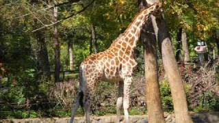 A Nyíregyházi Állatpark Sóstó Zoo [upl. by Nwaf747]