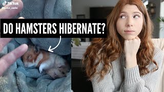 Do Hamsters Hibernate [upl. by Ekihc]