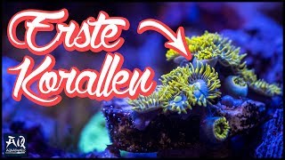 Einsteiger Korallen für Meerwasser Aquarium  AquaOwner [upl. by Redla]