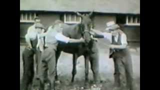 Historic Equine Surgery taken from the archives of The Royal Veterinary College 19271937 [upl. by Narbig]