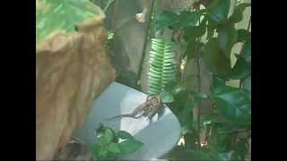 Florida Brown Anoles Mating [upl. by Priestley]