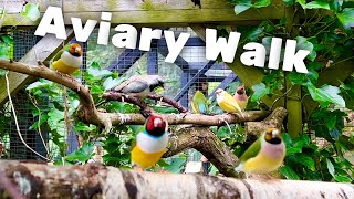 Walk in Large Green Planted Bird Aviary in Denmark [upl. by Engleman510]