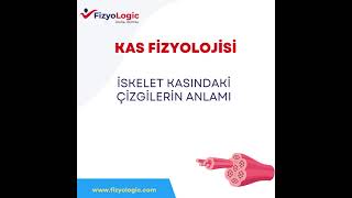 FİZYOLOGİC KAS FİZYOLOJİSİ  İSKELET KASINDAKİ ÇİZGİLERİN ANLAMI [upl. by Eelek]