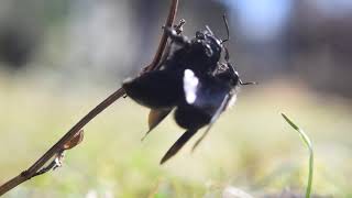 Carpenter bees Xylocopa violacea mating 20200302 [upl. by Ximena]