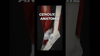 Comment fonctionne le genou en mouvement  repost anatomystandard [upl. by Attikram]