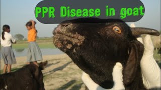 PPR Disease in goat clinical signs amp treatment [upl. by Lash208]