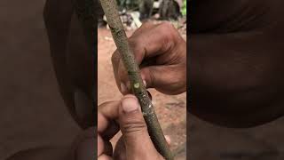 Annona Fruit Grafting AnnonaFruitGrafting gardeningtips FruitTreeGrafting [upl. by Nnahsal]