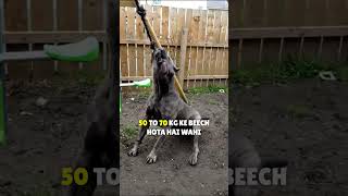 KANGAL VS CANE CORSO dog Real Fight  Cane Corso vs Kangal dog fight who would win dogbreed [upl. by Asselim561]