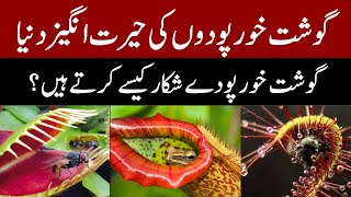 How do carnivorous plants hunt  The meateaters plant [upl. by Haleeuqa398]