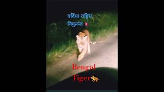 wildlife bengaltiger shortsvideo shorts [upl. by Sprague]